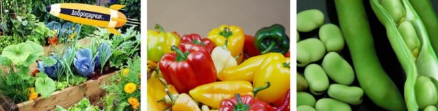 Семена овощей Семена овощей